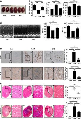 Bazedoxifene Regulates Th17 Immune Response to Ameliorate Experimental Autoimmune myocarditis via Inhibition of STAT3 Activation